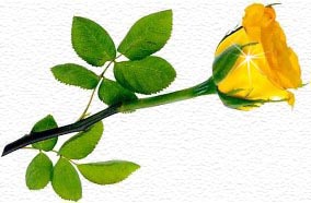 A Yellow Rose