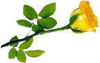 Yellow Rose