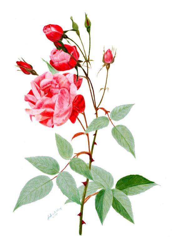 China Rose by: Joel Schilling