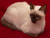 Mama cat - Maria (sealpoint Siamese)