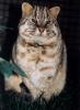 Amur Leopard Cat