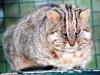 Amur Leopard Cat