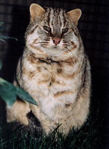 Amur Leopard Cat
