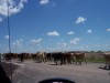 Modern Day Cattle Drive
