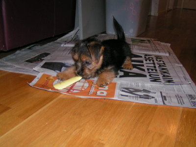 onpa se jännittävä kenkälusikka