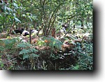 Farmers cows in the forest - -go figure!