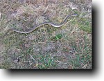An adder - the UK's only poisonous snake