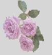 roses_2aa_gray