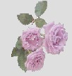 roses_2b_gray