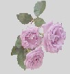 roses_2bb_gray