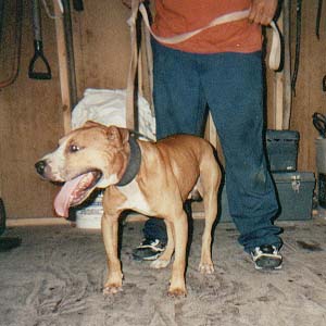 Thunder Kennels' Tonto