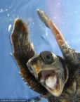 this is my favorite animal the turtle twitch...twitch