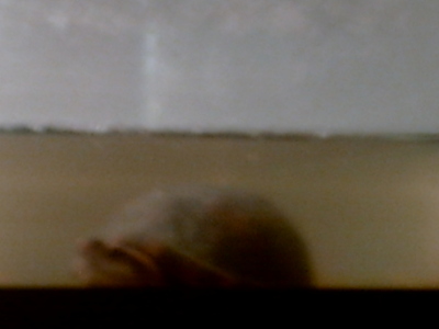 this is my turtle hydra!