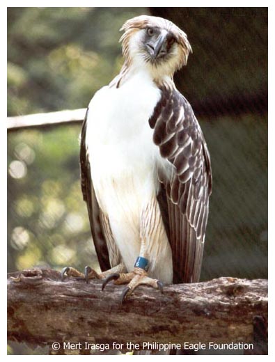 Philippine Eagle