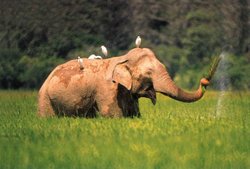 asian elephant