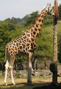 giraffe