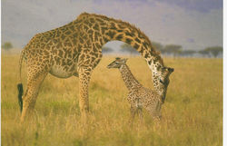 giraffe with baby