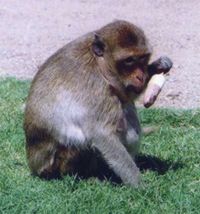 Macaque