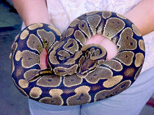 Ball Python