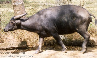 female tamaraw