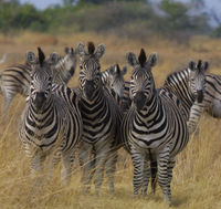 Group of Zebras