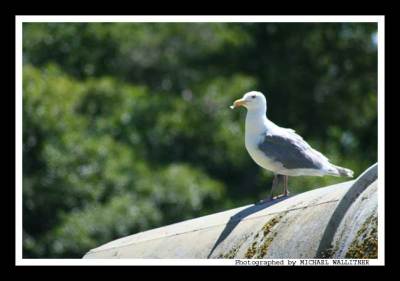 Gull