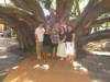 Giant Banyan Tree in Lahaina, Maui
