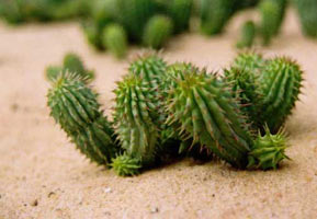 Weight loss. Hoodia gordonii, ein natürlicher appetit suppressant.