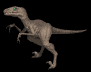 A Velociraptor