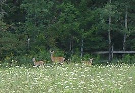 Doe and Fawns