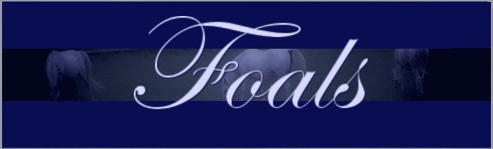 foalsbanner.jpg