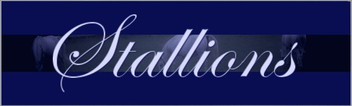 stallionsbanner.jpg