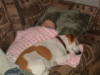 Penny and I Dog Napping