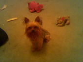 My puppy... Little Rock