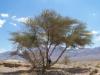 Acacia tree in Wadi Arabia desert