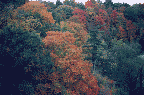 Autumn Colours, Toronto 