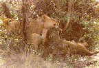 Lion's Den, Amboseli National Parks, Kenya - 1980