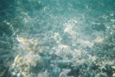 CORAL UNDER THE WATER