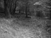 Black_and_white_forest_by_trollee.jpg