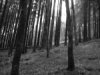Black_and_white_trees_by_trollee.jpg