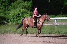 pony cantering