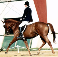 Louise showing at a dressage show
