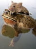Froggy Float
