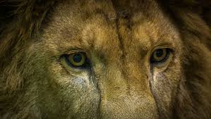 The Lion's Eyes
