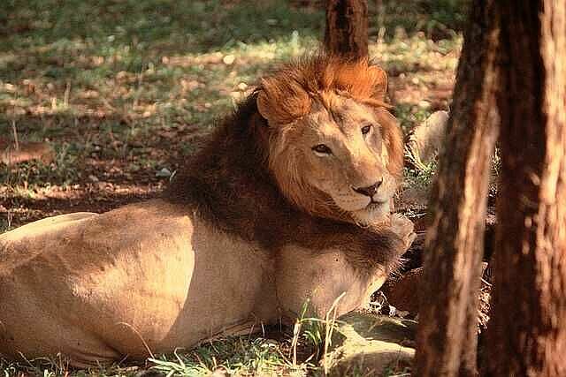 Rules the Fifth House.