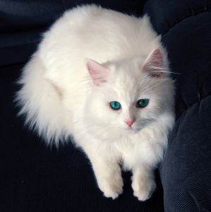 white cat