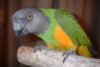 Our parrot Gizmo - lots of fun