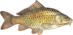 commune.gif (24580 octets)