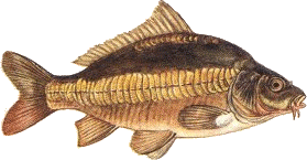 linear.gif (24013 octets)