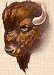 Bison